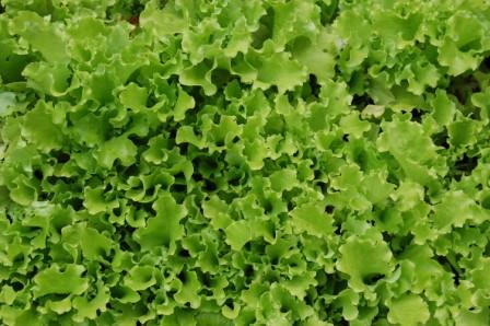 Lettuces[1]