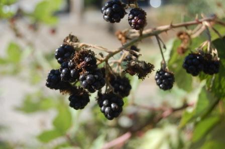 Blackberries