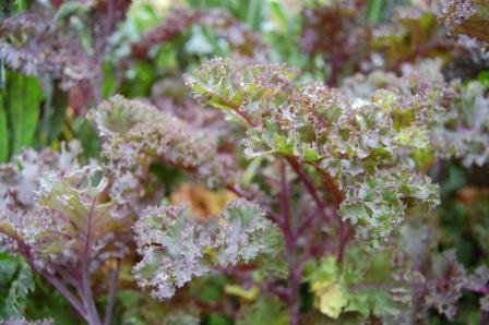 Purple kale