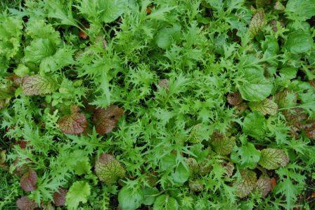 Mixed salad leaves