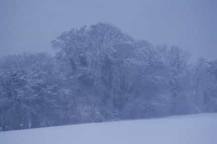 Snow tree