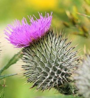 Thistle