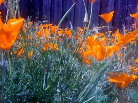 California poppies