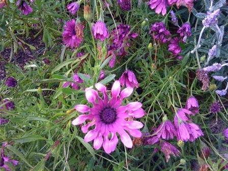 African daisy