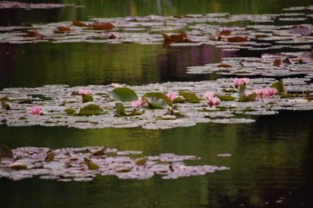 Waterlillies