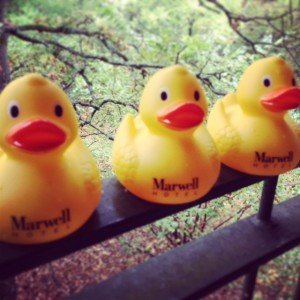 Marwell Hotel- ducks