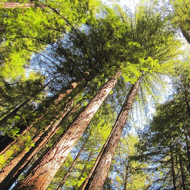 Make sure to stop by Armstrong Redwoods, where some of the majestic trees are more than 1,400 years old!