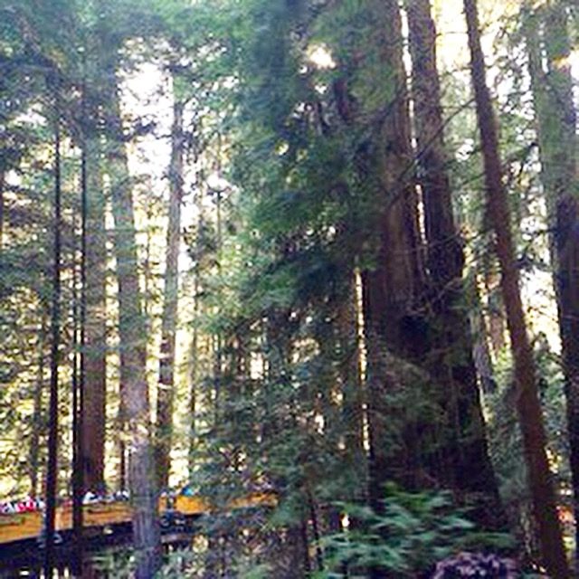 Roaring Camp hosts nostalgic rides through the redwoods in a vintage steam engine.