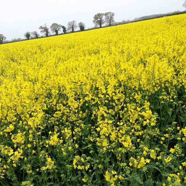 These bright yellow fields were everywhere in Norfolk. Can you tell if they are rapeseed oil, or mustard (which almost entirely comes from Norfolk crops?)