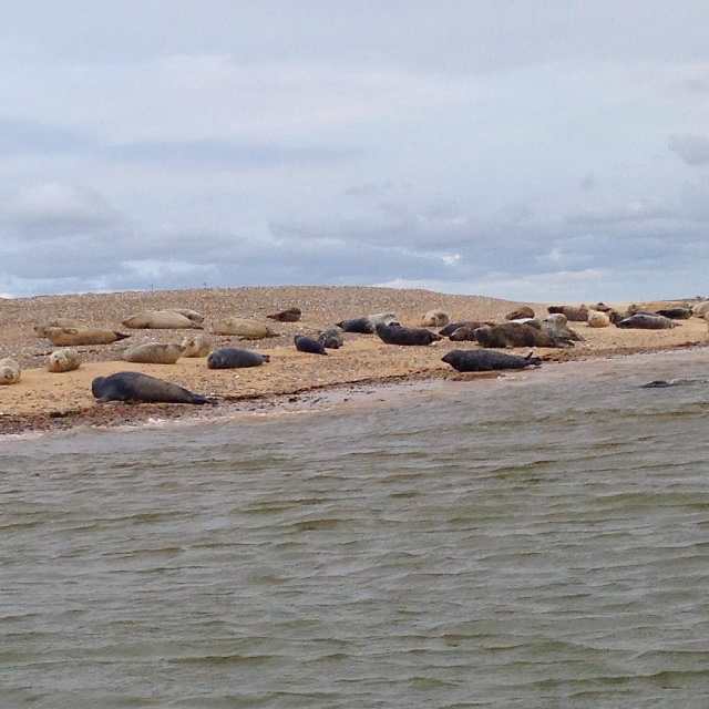 Blakeney Point, where you can take Bean’s Boat Trips out for the 1-hour journey to see Common and Grey seals and birds in their natural habitat on Blakeney Point