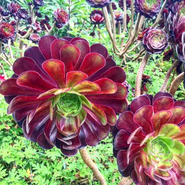 It never frosts in Scilly - which is why plants like this aeonium thrive.