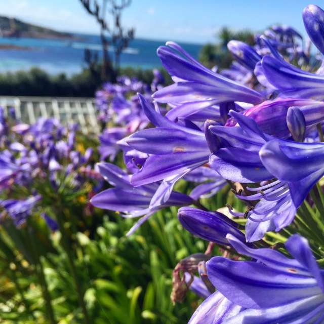 Agapanthus are everywhere on St Mary's, it reminds me of California! 