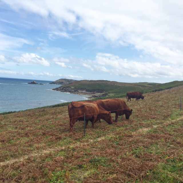 Scilly cows on St Martin's