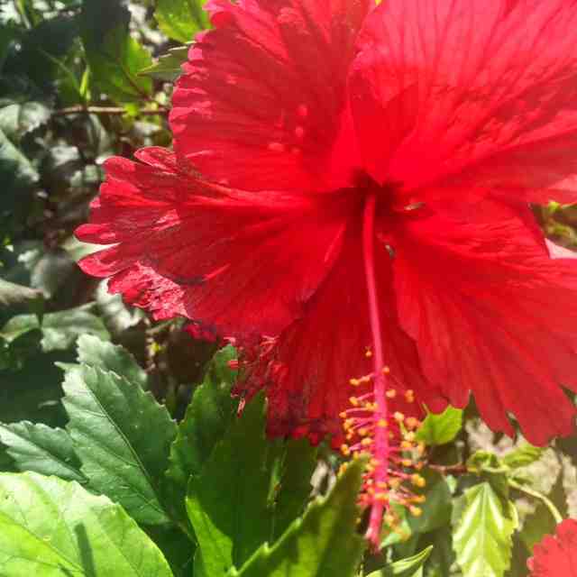 Hibiscus flowers are everywhere on Antigua and they remind me of Southern California and Hawaii! 