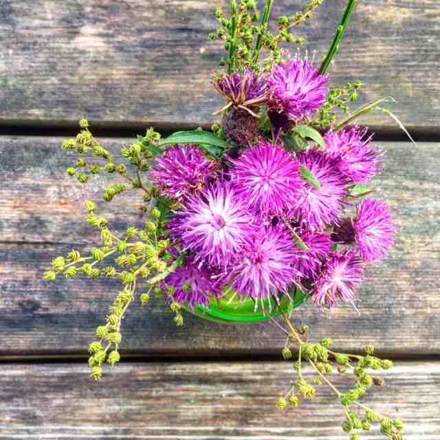 Pick some Scottish Thistle (just leave it in the park and don't take it home with you). The thistle may only be a humble weed, but it is the emblem of the Scottish nation.