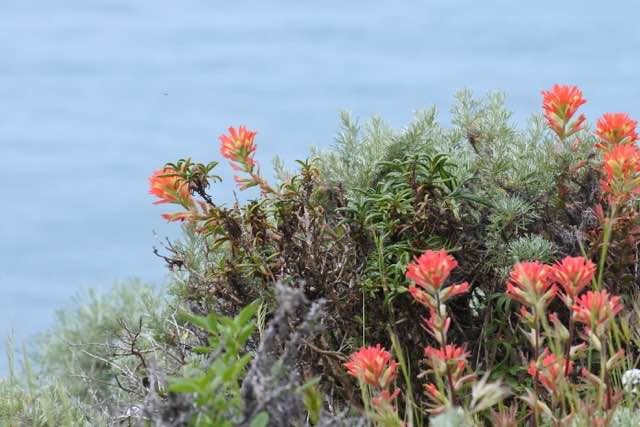 The trail has pockets of wild flowers dotted across the cliffs. It's truly stunning.