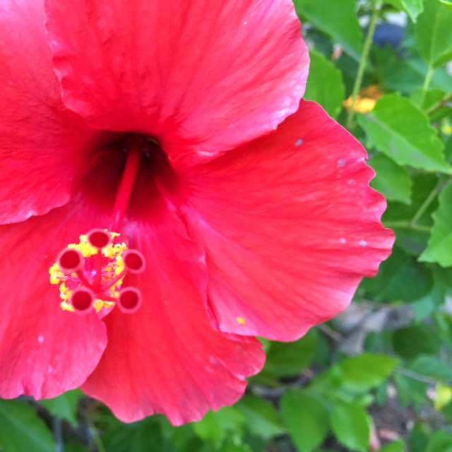 2-year-old just asked what the caption to this photo of a hibiscus would be. She said .. and I quote ... "You always write something cheesy" 