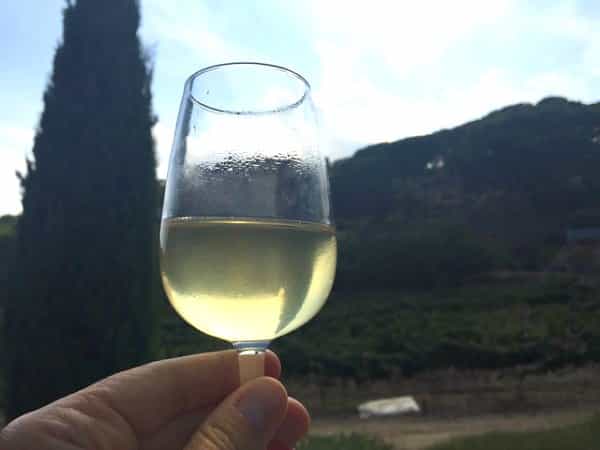 No, this is isn't wine! It's the first press of the local Pansa Blanca grape and it crisp and sweet.