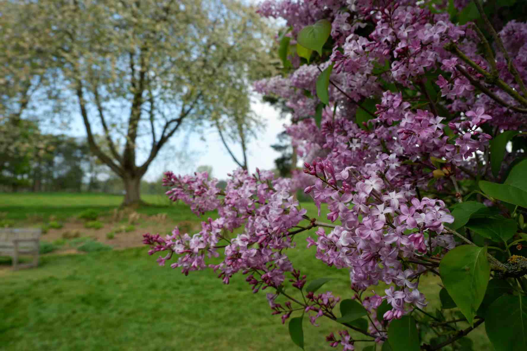 We also saw some lovely lilac