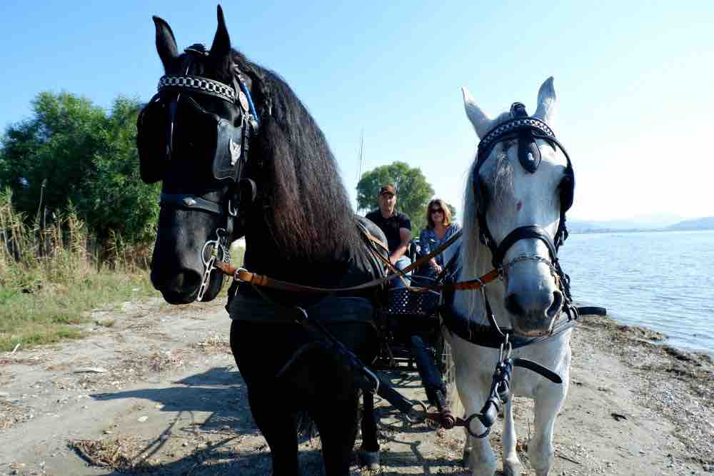 Local orchard farmer Christos Kostakis is usually tending to his oranges or horses. He also offers carriage rides